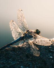 A beautiful Dragonfly standing on a rock next to a lake