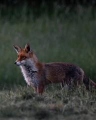 A beautiful red fox standing on the grass in a forest