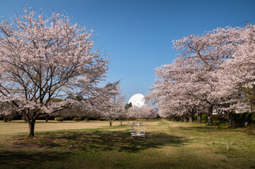 茨城県高萩市　桜満開のさくら宇宙公園
