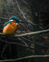 Vertical shot of a Common kingfisher sitting on a tree branch