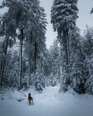 German shepherd dog in a winer landscape with a large group of trees and heavy snow on the ground