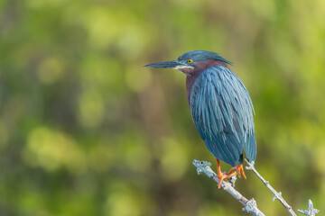 Green Heron (Butorideo virescens)