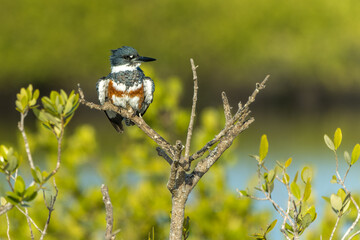 Pied Kingfisher (Ceryle rudis)