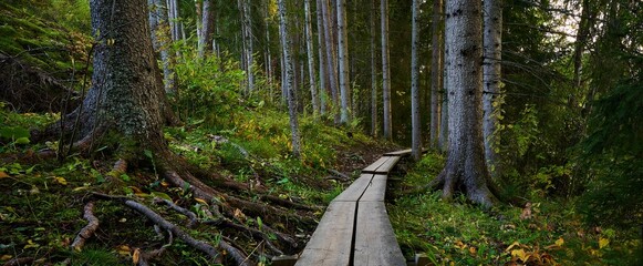 Fototapeta premium Panoramic shot of a wooden pathway in a forest during the day