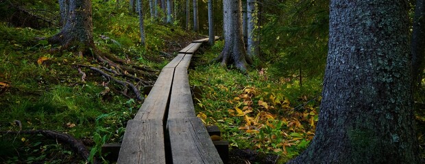 Obraz premium Panoramic shot of a wooden pathway in a forest during the day