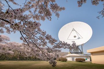 茨城県高萩市　桜満開のさくら宇宙公園