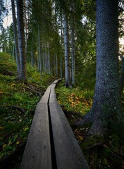 Fototapeta premium Vertical shot of a wooden pathway in a forest during the day