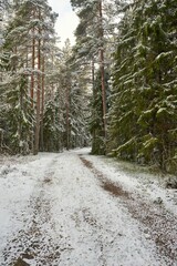 Image of a footstep road surrounded by high trees in the forest covered with snow.