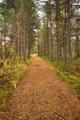 Vertical shot of a long dirt trail through a beautiful green forest