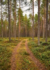 Vertical shot of a long dirt trail through a beautiful green forest