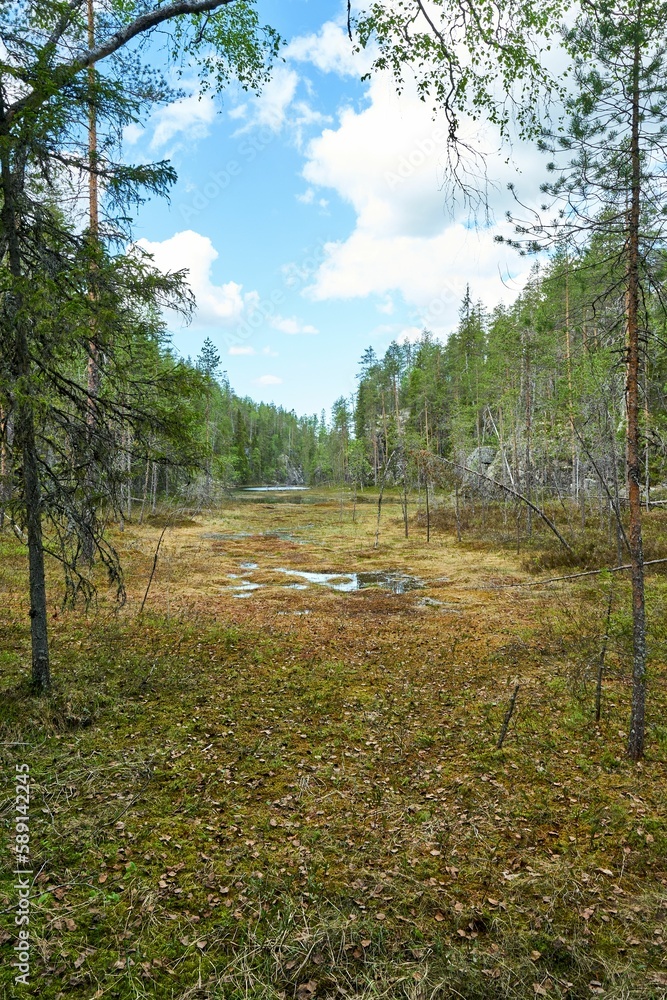 Poster image of a grass path in the middle of the forest full of trees