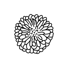 Chrysanthemum flower black line