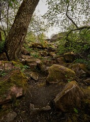 Obraz premium Image of rocks covered with green grass and a tree root in the forest.