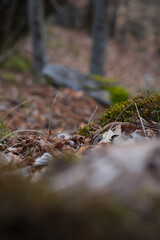 Close up of forest floor in the spring