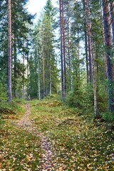 Obraz premium Image of a footstep road surrounded by high trees in the forest