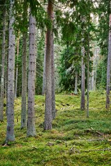 Fototapeta premium Vertical shot of pine trees growing in a forest