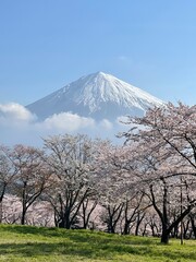 Cherry blossoms are a sign of spring