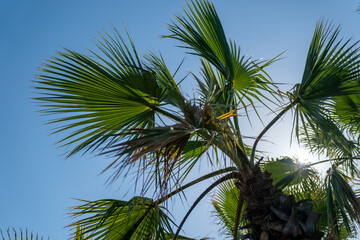 Fototapeta premium Palme e cielo