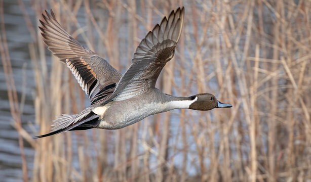 Northern Pintail duck male (Anas acuta) taking flight over a local winter pond in Canada - Powered by Adobe