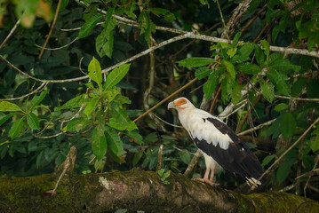 Palm-nut vulture (Gypohierax angolensis). Odzala-Kokoua National Park. Cuvette-Ouest Region....