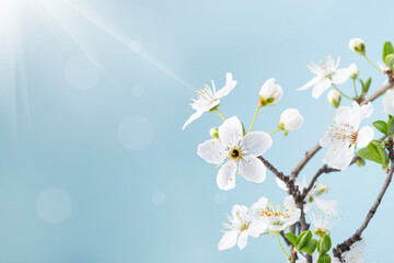 Beautiful floral spring.Beautiful spring background with branch of blossoming tree and flash of sun in nature - 589144008