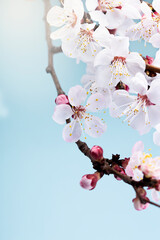 Beautiful floral spring.Beautiful spring background with branch of blossoming tree and flash of sun in nature - 589144010