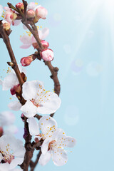 Beautiful floral spring.Beautiful spring background with branch of blossoming tree and flash of sun in nature - 589144026