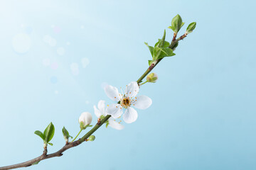 Beautiful floral spring.Beautiful spring background with branch of blossoming tree and flash of sun in nature - 589144041