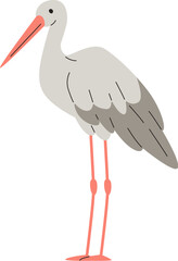 Stork Bird Standing