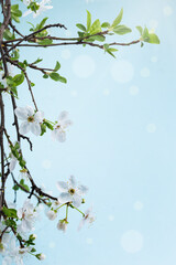 Beautiful floral spring .Beautiful spring background with branch of blossoming tree and flash of sun in nature - 589144063
