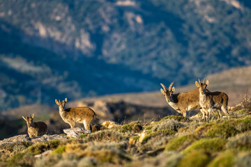 The Iberian ibex, also known as the Spanish ibex, Spanish wild goat and Iberian wild goat, Capra...