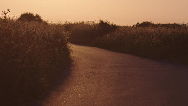 Empty road between the bushes and grass at sunset