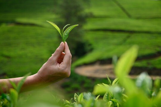 Top of green tea leaves. Fresh green tea leaf in hand in front of tea plantation. Celon tea. Outdoors. Harvest . Close up.
