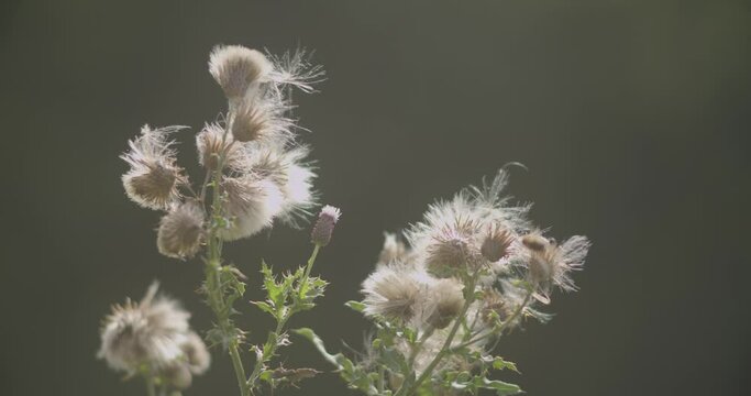 Closeup footage of a plant moving in the wind against a gray background in Devon, UK