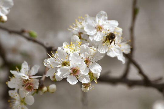 Outdoor close-up of spring blossom branches