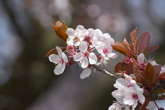 Outdoor close-up of spring blossom branches
