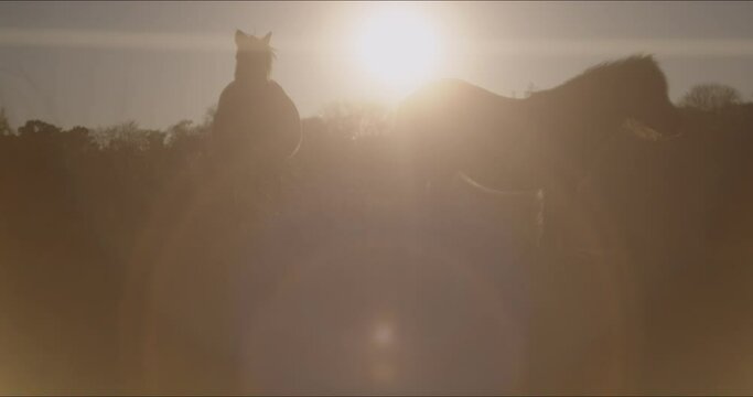 View of running horse during the sunset