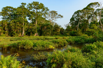 View of the forests surrounding Lango Bai. Odzala-Kokoua National Park. Cuvette-Ouest Region....
