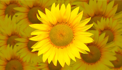 Fototapeta premium Abstract beautiful summer landscape with field of blooming sunflowers field