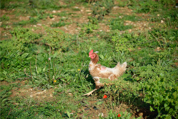 Poule dans un champ