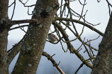 Close-up shot of a house sparrow perched on bare tree twig in the forest