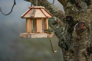 Close-up shot of a Great tit eating from a small wooden hut hanging on a tree