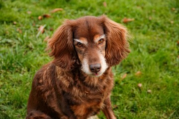 Closeup shot of an English Cocker Spaniel on the grass