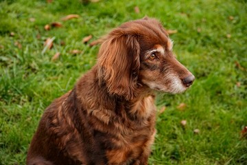 Close-up shot of a cute brown female German Spaniel sitting on the grass in the park