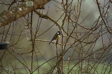 Selective focus shot of great tit (Parus major) perched on a branch