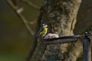 Eurasian blue tit eating fatballs in a bird feeder on a tree branch with blur background