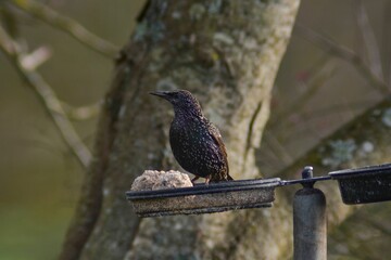 Common starling bird eating fatballs in a bird feeder on a tree branch with blur background