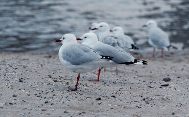 Resting Seagulls near a lake