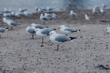 Resting Seagulls near a lake