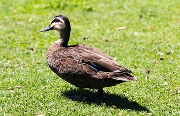 Close up Image of a Pacific Balck Duck on a sunny day.